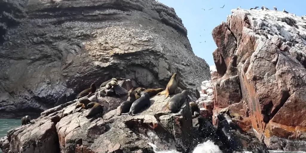 Islas Ballestas con lobos marinos y aves guaneras en Paracas, reserva nacional Perú