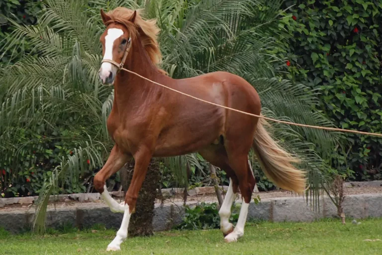 Caballos de paso + cena show