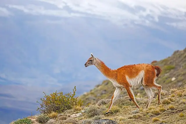 Diferencia Llama, Alpaca, Vicuña